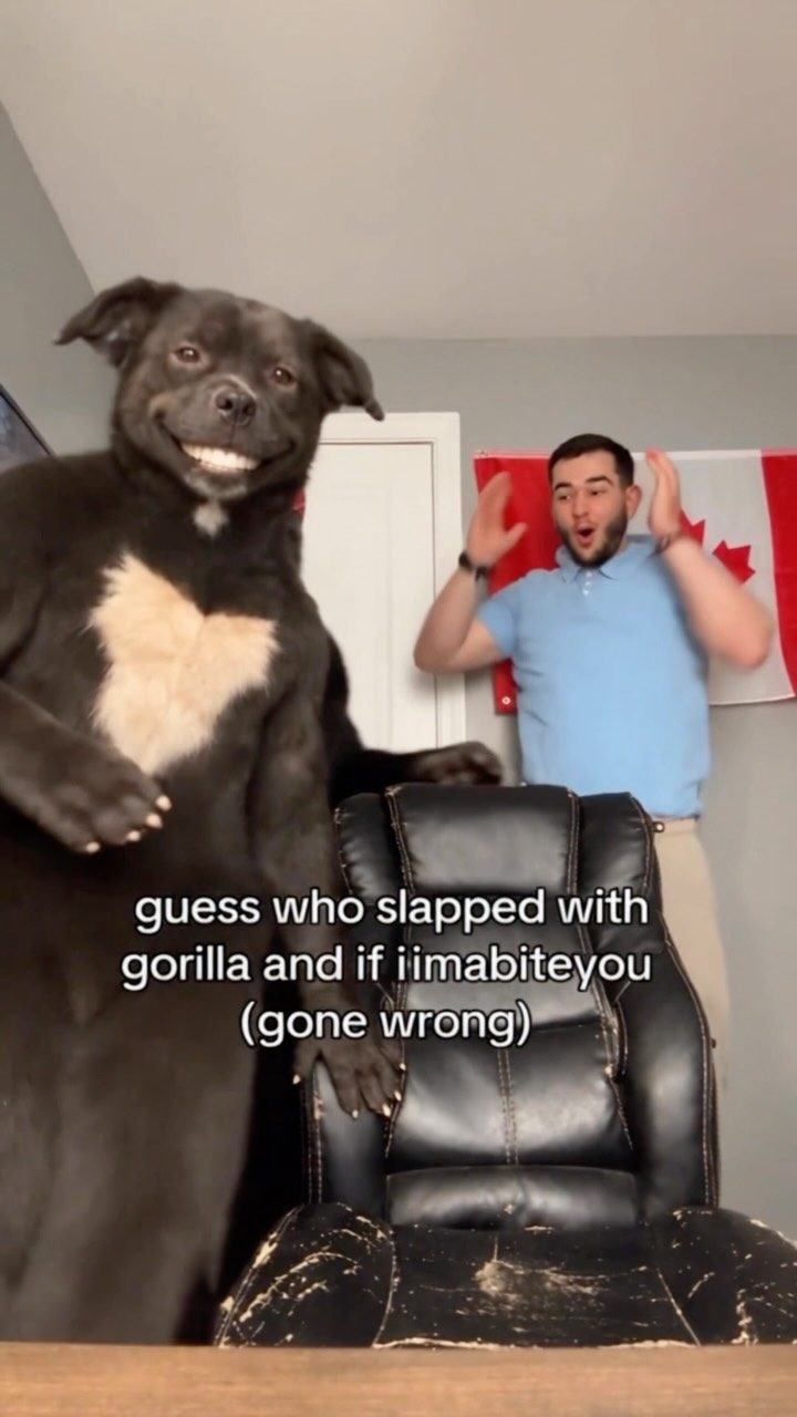 Cover of the pinned @deni_nzt reel: a large black creature covering its eyes, a gorilla in a red bandana, and Deni standing behind them.