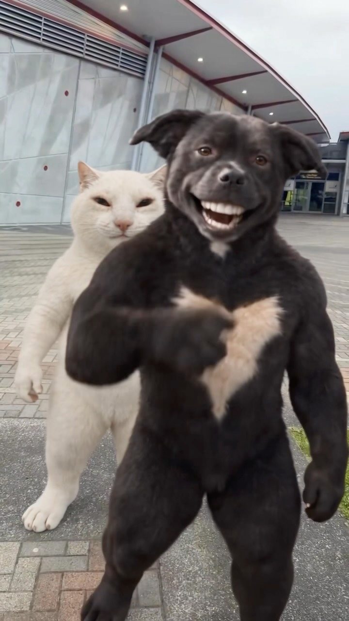 The grinning black dog flexing on a paved square, the white cat looming behind it.